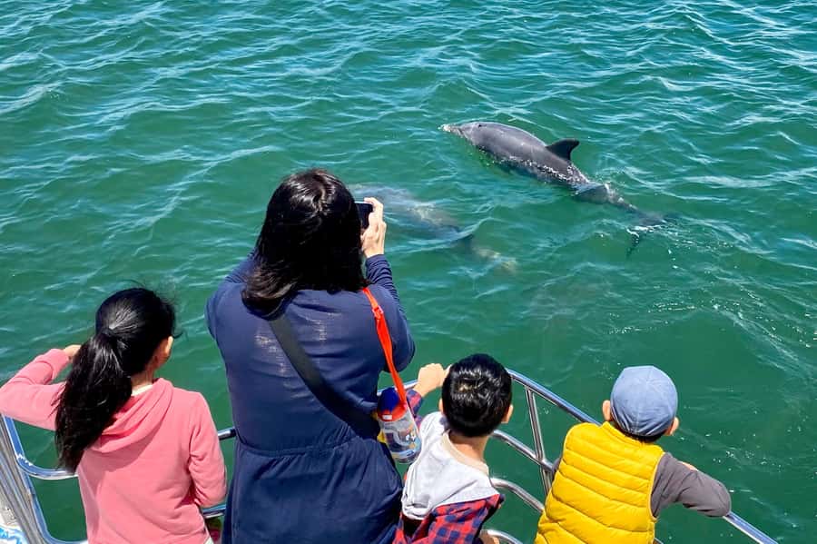 Mandurah: Dolphin and Views Cruise - Price and value: why $31 feels fair for what you get