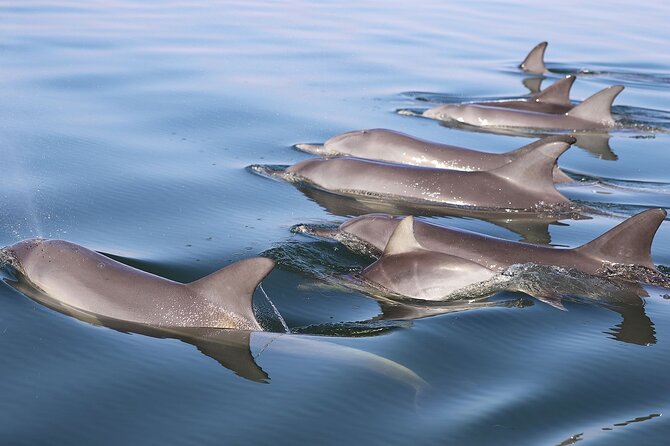 Mandurah Dolphin Cruise and Views - Creery Wetlands RAMSAR birds: the stop that often wins people over