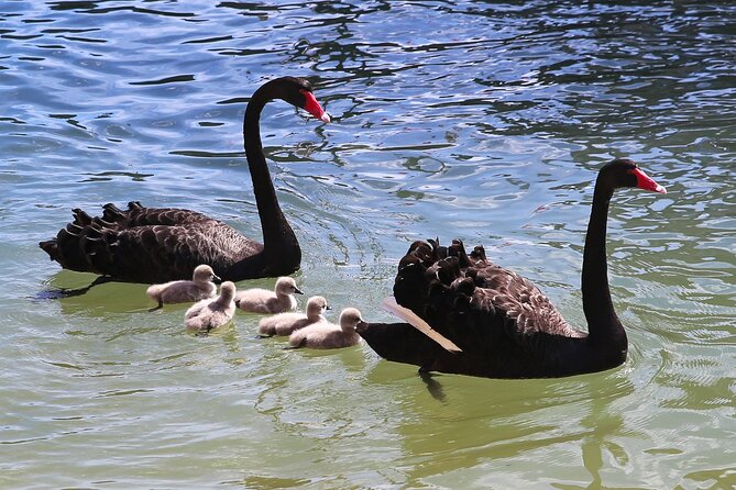 Mandurah Dolphin Cruise and Views - What’s included for $31.56: value beyond the dolphin word