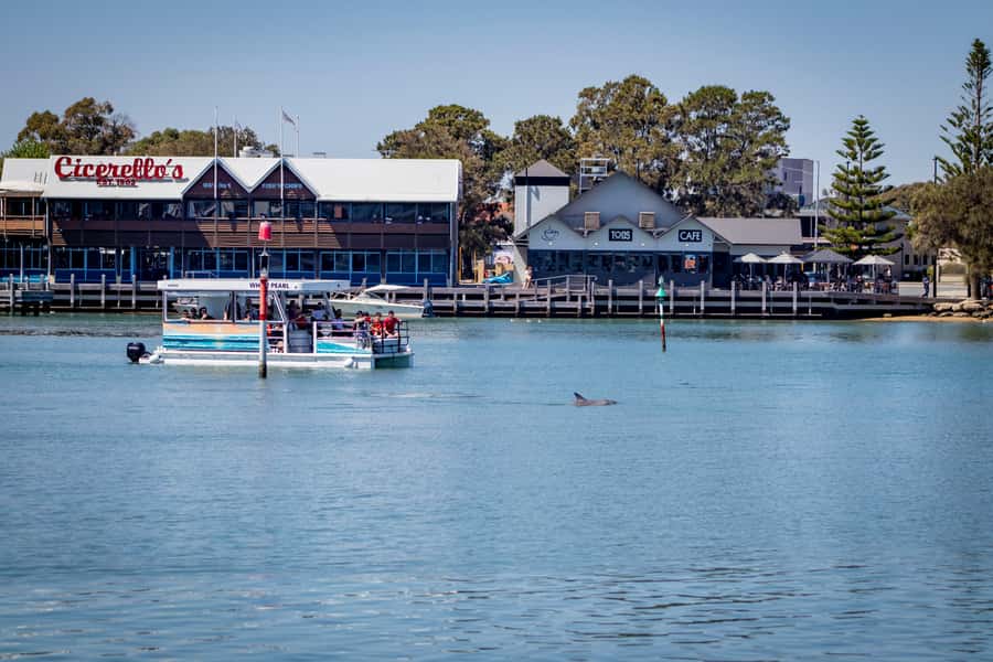 Mandurah: Sightseeing Dolphin Cruise with Tour Guide - Key points to know before you go