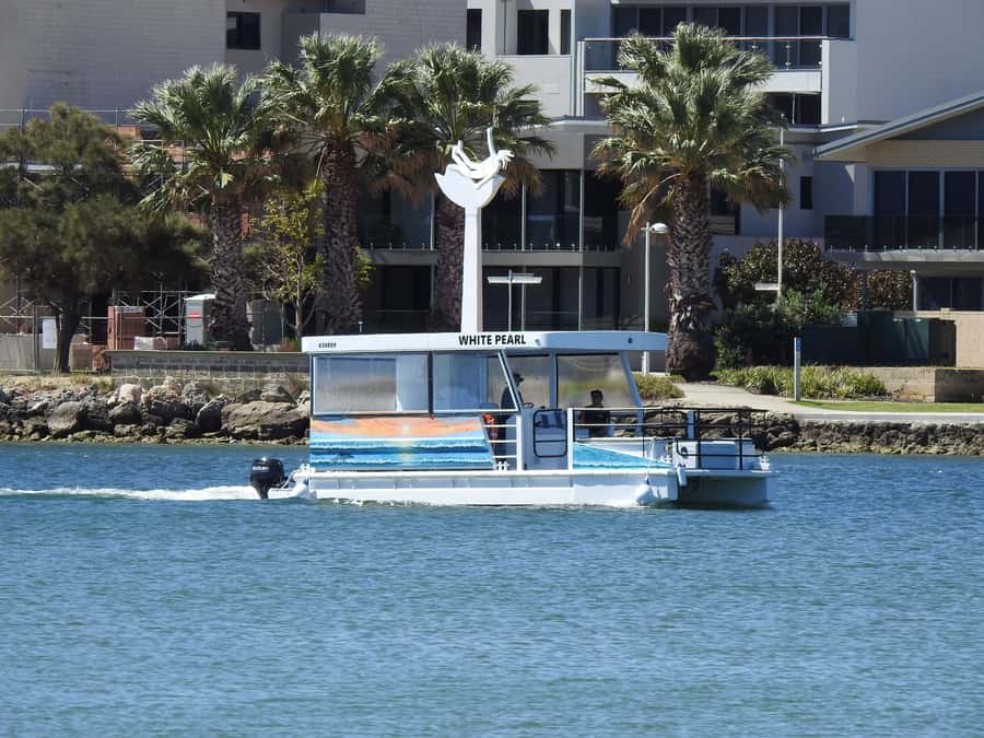 Mandurah: Sightseeing Dolphin Cruise with Tour Guide - Wildlife spotting: dolphins, swans, and cormorants (with a realistic mindset)