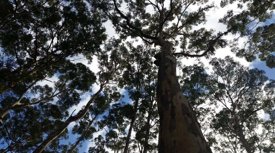 Margaret River and Busselton Jetty: Day Trip from Perth - Price and value: is $176 worth it?