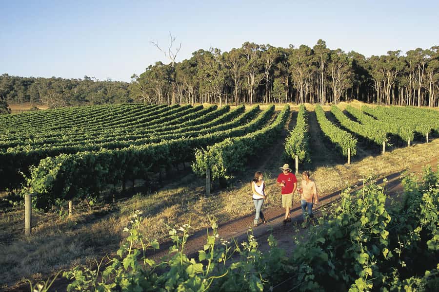 Margaret River, Chocolate, Wine & Coast Day Trip from Perth - A Long Perth-to-Margaret River Day That Packs in Tastes and Coast Views