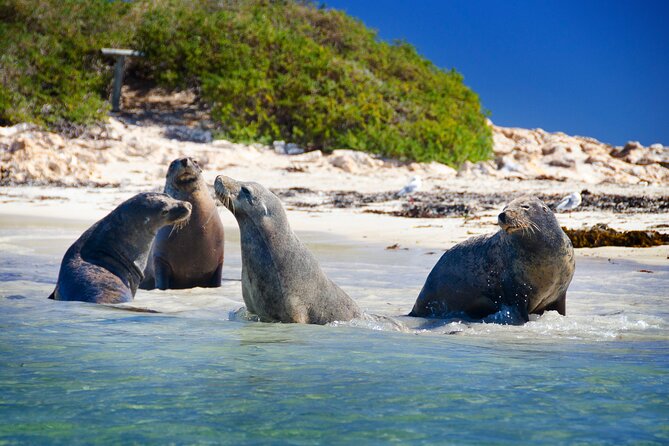 Margaret River Day Tour With Wildlife Cruise & Wine Tasting - A One-Day Loop That Feels Like Three Trips