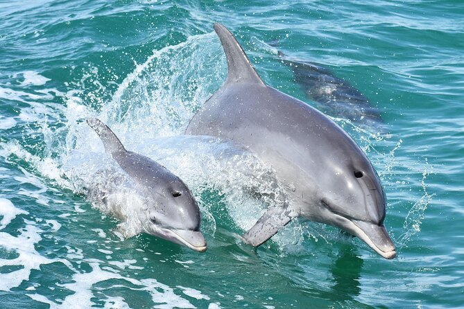 Murray River Lunch Cruise - Dolphins: yes, it’s part of the plan, but no, you shouldn’t count on it