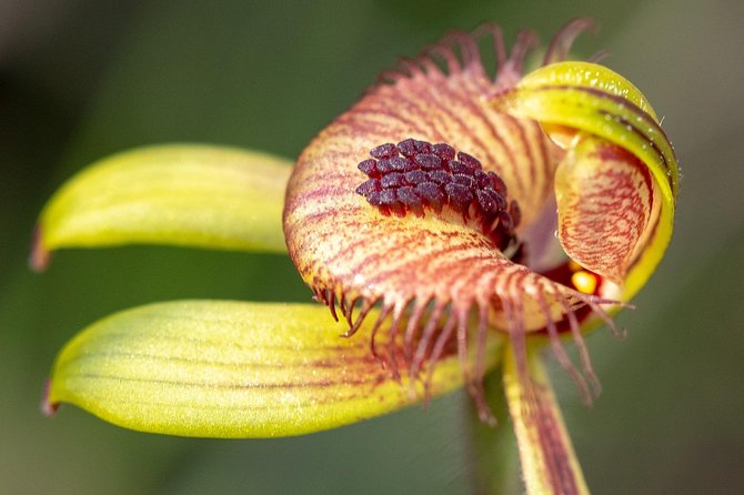 Orchids and Wildflowers Photographic Day tour from Perth - Key things I’d want you to know before you go