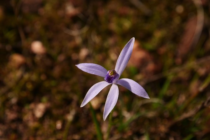 Orchids and Wildflowers Photographic Day tour from Perth - Why this Perth orchid-and-wildflower photo day feels different