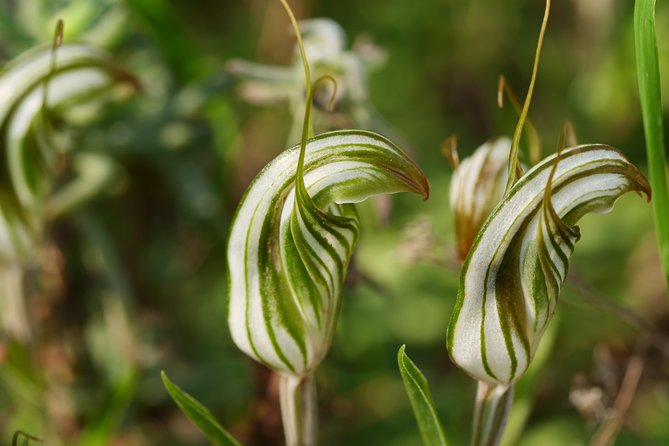 Orchids and Wildflowers Photographic Day tour from Perth - What each photo stop is really like (and why timing matters)