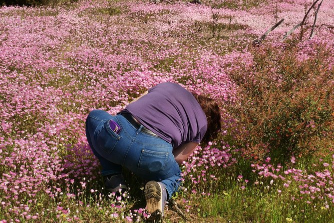Orchids and Wildflowers Photographic Day tour from Perth - Orchids and wildflowers you might spot in WA bush