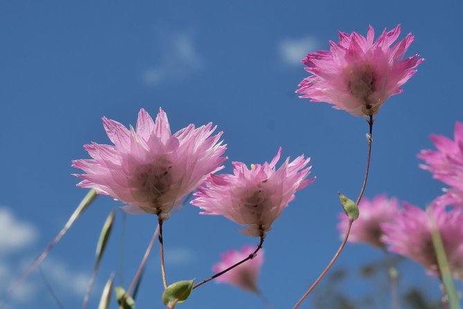 Orchids and Wildflowers Photographic Day tour from Perth - Lunch, water, and those breaks that keep your photos sharp