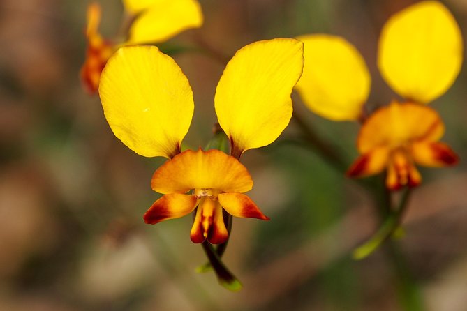 Orchids and Wildflowers Photographic Day tour from Perth - Midland Station start, mobile ticket, and a full day rhythm