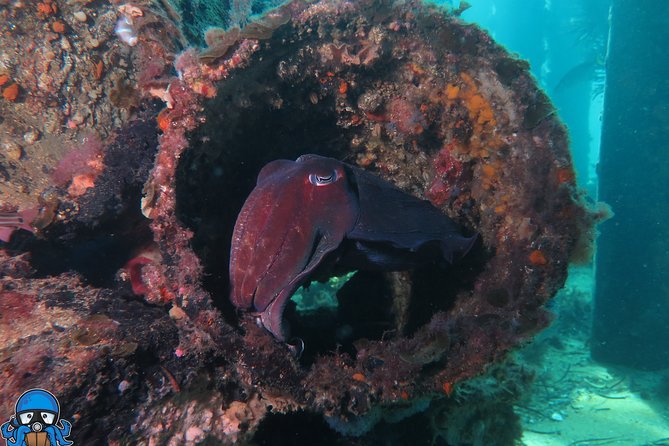 PADI Open Water Course - Shore Sessions Around Fremantle-Rockingham: bring your own transport