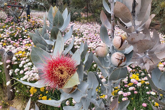 Pedals & Petals - Discovering Wildflowers Bike Tour Kings Park - The ride design: how you avoid major hills and keep it fun