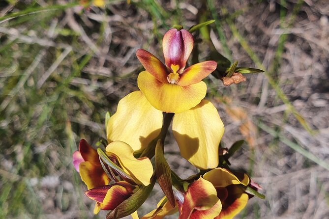 Pedals & Petals - Discovering Wildflowers Bike Tour Kings Park - Morning versus afternoon: when to go for best vibes