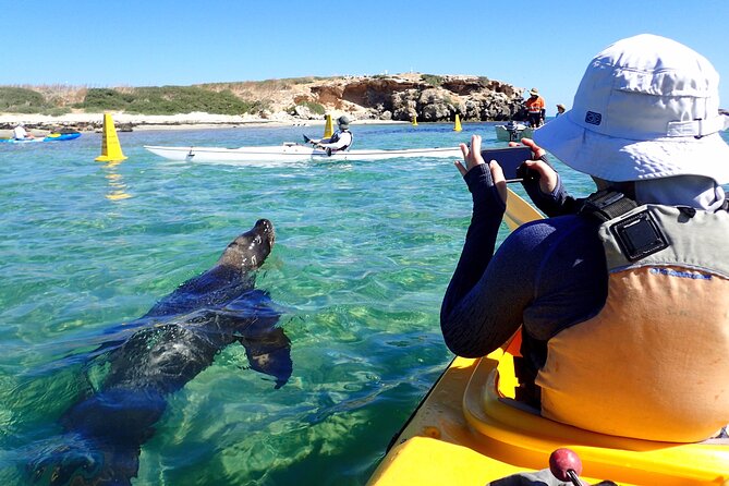 Penguin and Seal Islands Sea Kayaking Experience - Lunch on Penguin Island: picnic pacing done right