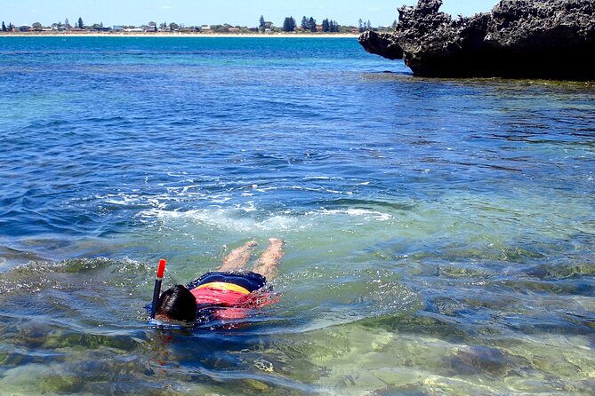 Penguin and Seal Islands Sea Kayaking Experience - Wildlife etiquette: how to get close without crowding