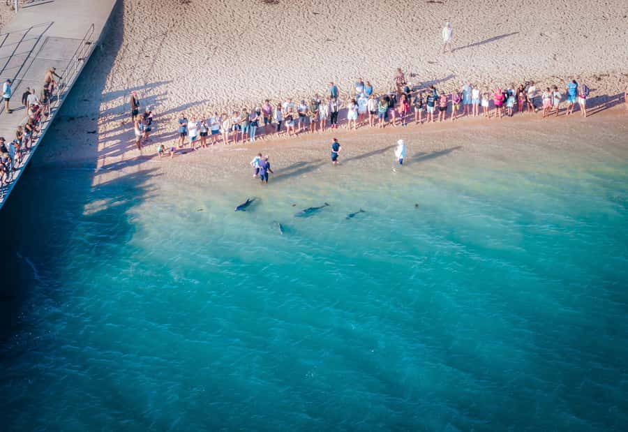 Perth: 4-Day Coastal Loop to Monkey Mia with Accommodation - Monkey Mia’s beach-front dolphin encounters: photos, patience, and room to breathe