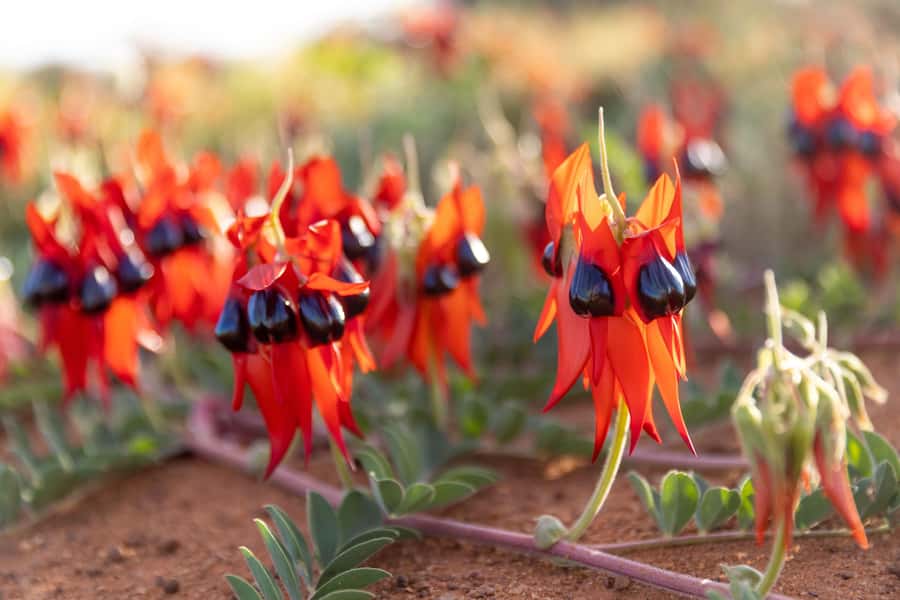 Perth: 7 Day Exmouth Explorer & Ningaloo Reef Return Perth - Where the accommodations really matter (and what to expect)