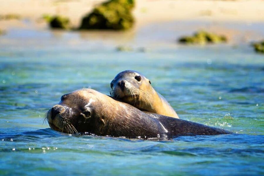 Perth: Dolphin, Sealion & Wildlife Cruise with Lunch - Key Takes: What You’ll Enjoy Most