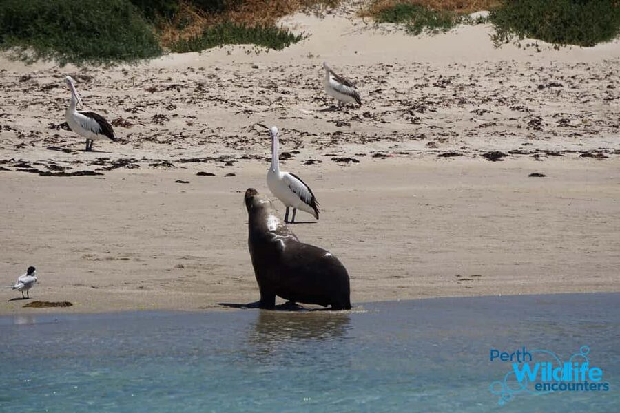 Perth: Dolphin, Sealion & Wildlife Cruise with Lunch - Boarding at Penguin Island Visitor Centre: How the Timing Fits