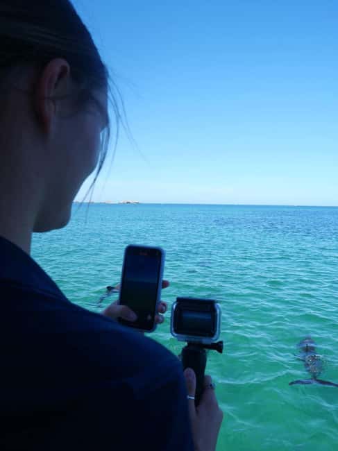 Perth: Dolphin, Sealion & Wildlife Cruise with Lunch - Safety on the Water: What the Skipper’s Role Looks Like