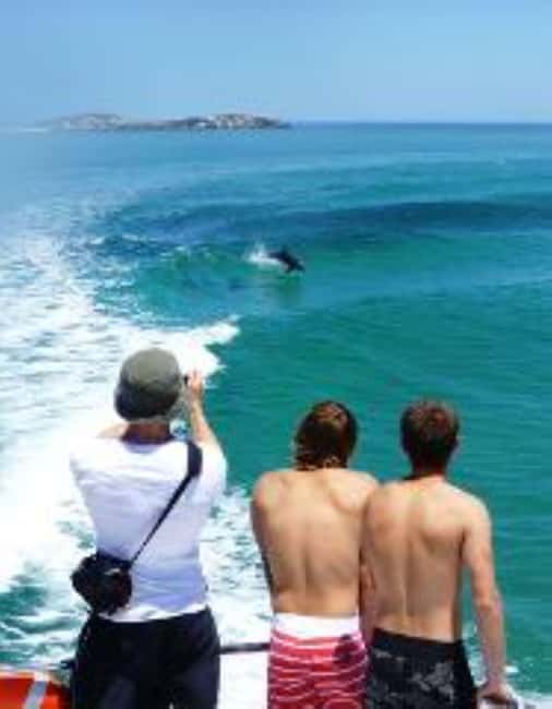 Perth: Dolphin, Sealion & Wildlife Cruise with Lunch - Lunch at Pengo’s Cafe: Burger or Fish and Chips After the Cruise