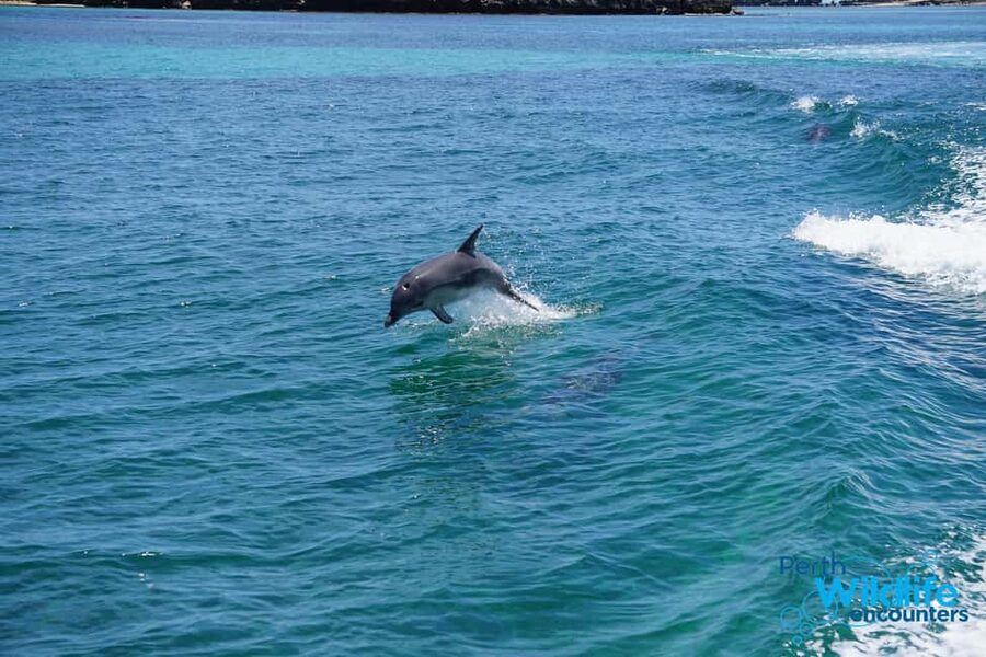 Perth: Dolphin, Sealion & Wildlife Cruise with Lunch - Shoalwater Islands Marine Park: Who You Might See