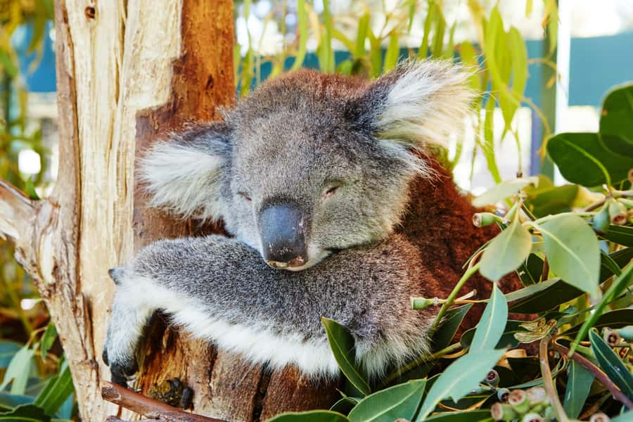 Perth: Pinnacles and Swan Valley Wine Day Tour with Lunch - Should you book this Pinnacles and Swan Valley Wine Day Tour?