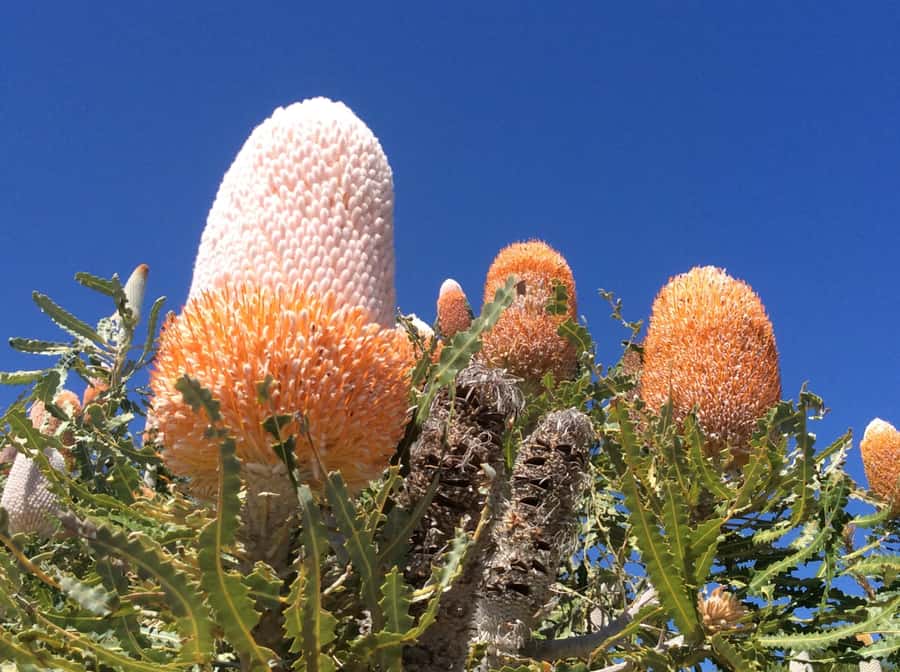 Perth: Pinnacles and Swan Valley Wine Day Tour with Lunch - Swan Valley wine tasting: what’s included and how to make it count