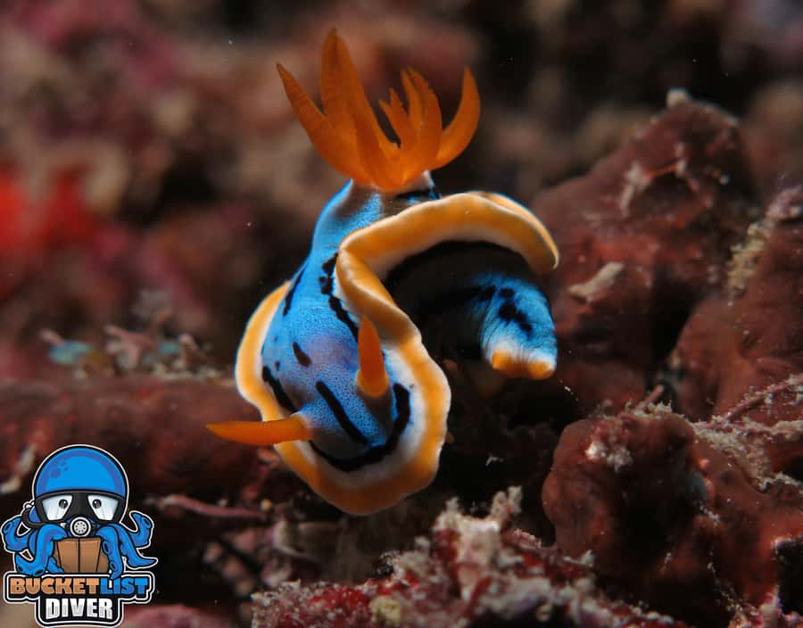 Perth: Rottnest Island Scuba Diving Day Trip-Certified Diver - East Street Jetty to Linni: the 7-hour rhythm from Perth