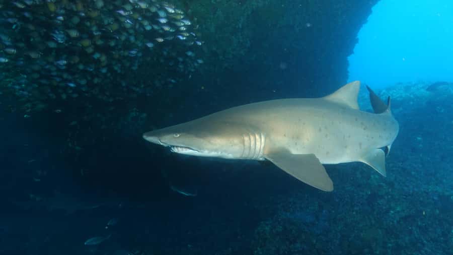Perth: Rottnest Island Scuba Diving Day Trip-Certified Diver - Two underwater sessions: how the crew chooses Roe Reef and Shark Cave areas
