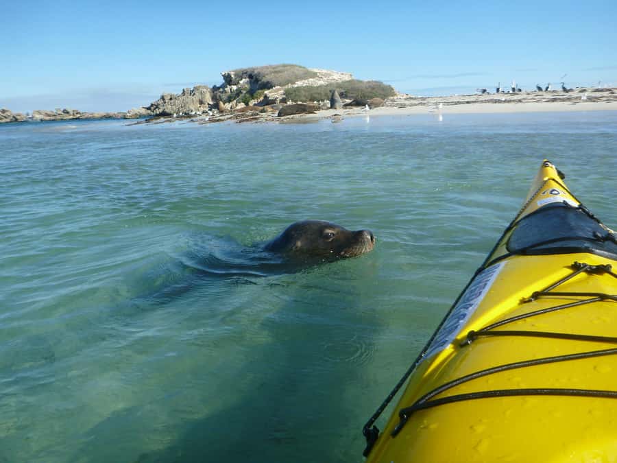 Perth: Shoalwater Islands Marine Park Sea Kayaking Tour - Shoalwater Islands Marine Park: crystal water and limestone islands