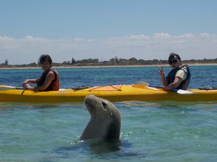 Perth: Shoalwater Islands Marine Park Sea Kayaking Tour - Seal Island paddle: 1 kilometre, quick lessons, sea lions in range