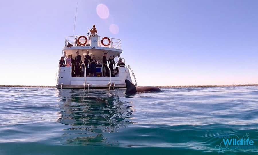 Perth: Swim with Wild Dolphins Tour - Key things that make this tour special
