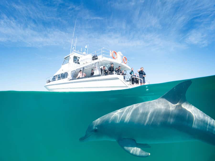 Perth: Swim with Wild Dolphins Tour - Perth to Rockingham: the part you shouldn’t rush