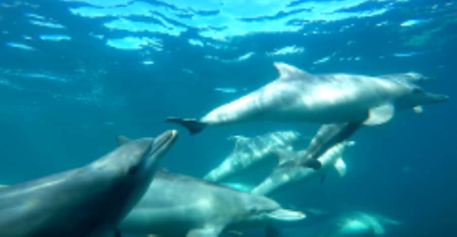 Perth: Swim with Wild Dolphins Tour - The morning cruise: sheltered bays, lots of dolphins, real timing
