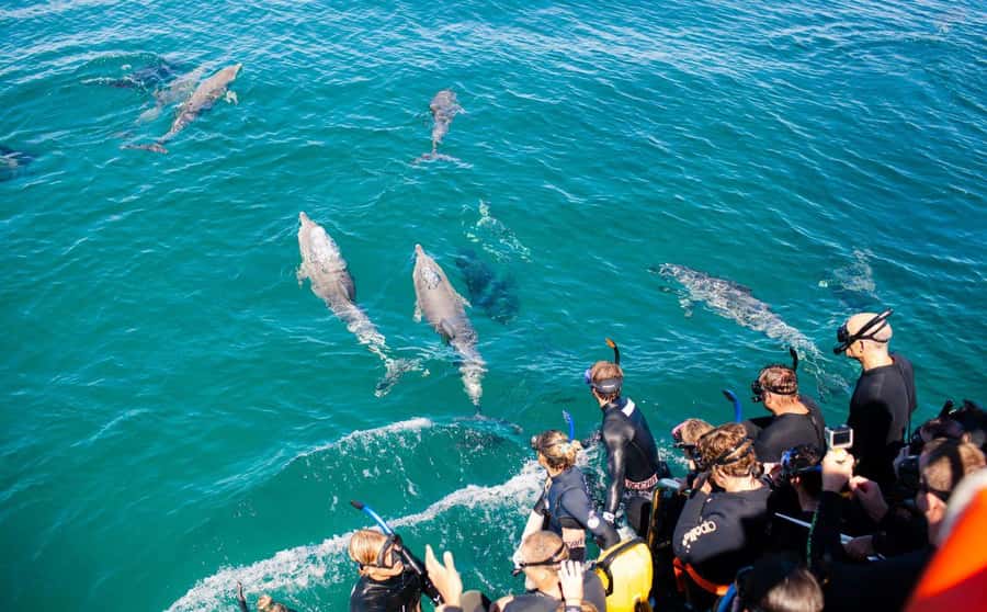 Perth: Swim with Wild Dolphins Tour - In-water rules and snorkeling coaching: how you avoid the panic moment