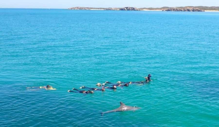 Perth: Swim with Wild Dolphins Tour - Safety and dolphin welfare: the part you should care about
