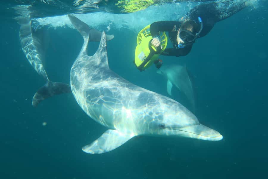 Perth: Swim with Wild Dolphins Tour - Photos on Flickr: a nice backup for your brain-in-the-moment day