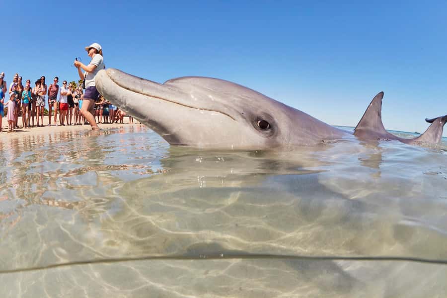 Perth to Exmouth: 6-Day Ningaloo Reef & Coral Coast Tour - Key Things I Think You’ll Care About