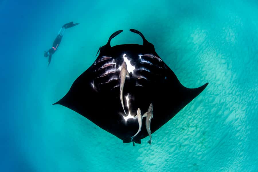 Perth to Exmouth: 6-Day Ningaloo Reef & Coral Coast Tour - Shark Bay World Heritage: Shell Beach and Stromatolites