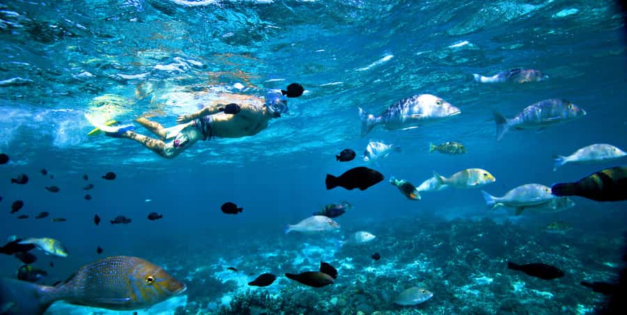 Perth to Exmouth & Return with Monkey Mia & Ningaloo Reef - Monkey Mia and Hamelin Pool: Marine animals and living fossils