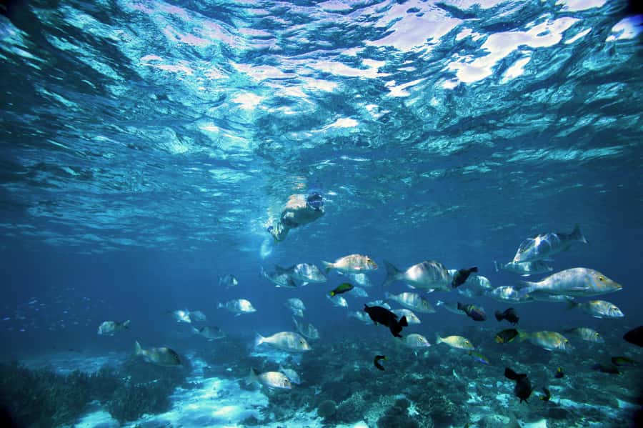 Perth to Exmouth & Return with Monkey Mia & Ningaloo Reef - Price and value: What you’re really paying for