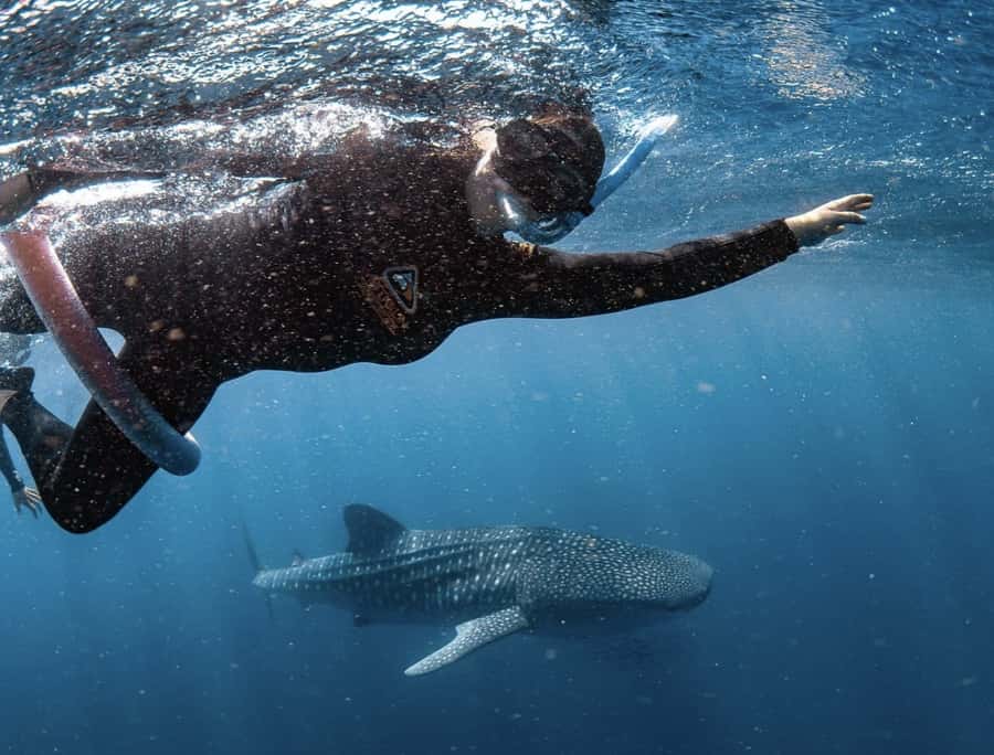 Perth to Exmouth & Return with Monkey Mia & Ningaloo Reef - Practical tips to make this road-and-reef trip easier