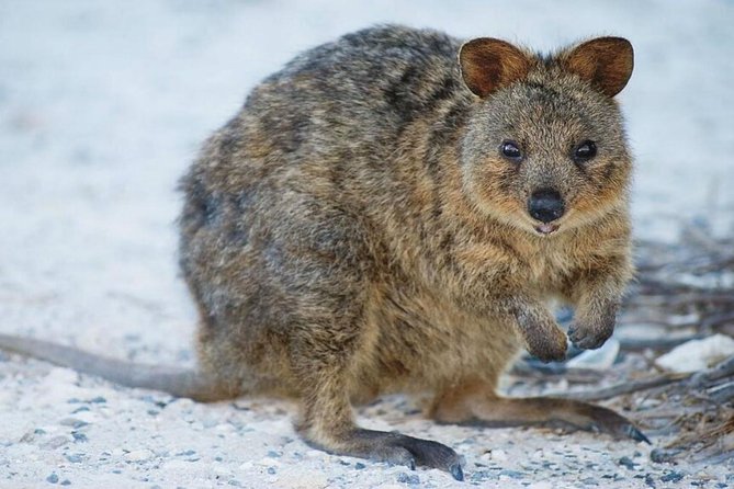 Perth to Rottnest Island Roundtrip Ferry Ticket - The short Rottnest Island Visitor Centre stop: quick orientation that saves time