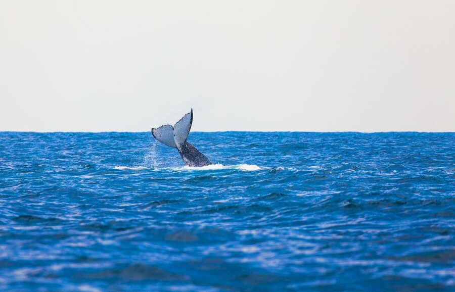 Perth: Whale Watching Cruise from Hillarys Boat Harbour - Key things to know before you go