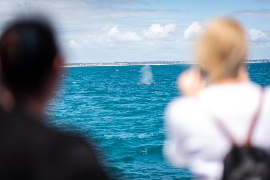 Perth: Whale Watching Cruise from Hillarys Boat Harbour - Hillarys Boat Harbour: your starting line for Perth humpbacks