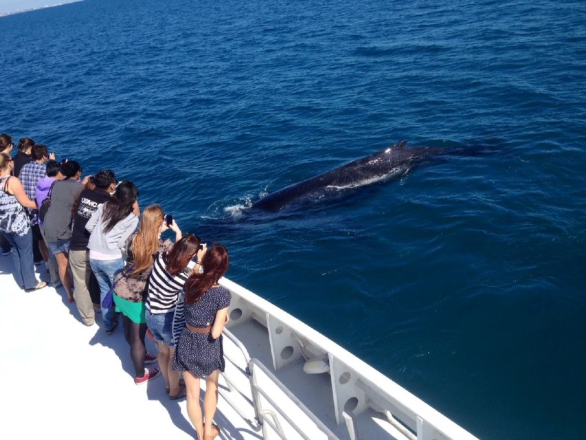 Perth: Whale Watching Cruise from Hillarys Boat Harbour - Live marine biology narration: the difference between guessing and knowing