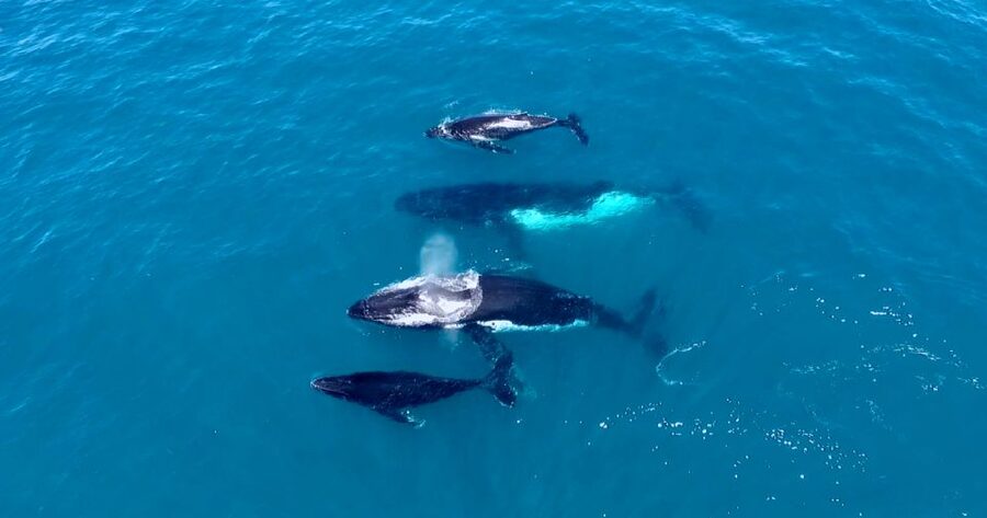 Perth: Whale Watching Cruise from Hillarys Boat Harbour - Who this Perth whale cruise fits best