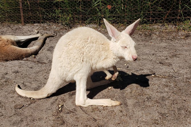 Perth Wildlife Park & City Highlights - Premium Small Group Tour - Scarborough and the Sunset Coast drive: beach views with quick legs